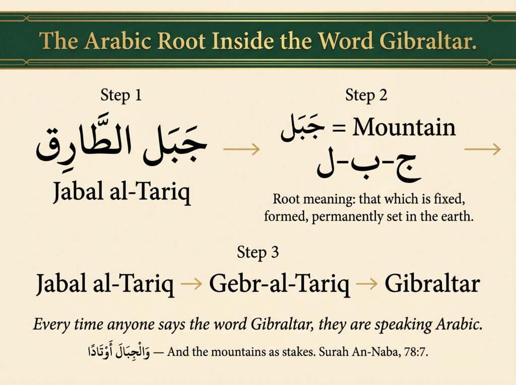 Etymology breakdown card on cream and green background tracing
the word Gibraltar through three steps back to its Arabic
origin — Jabal al-Tariq meaning Mountain of Tariq — with the
root letters jeem-ba-lam of jabal meaning that which is fixed
and permanently set in the earth, the phonetic journey from
Jabal al-Tariq to Gibraltar across centuries, the statement
that every time anyone says Gibraltar they are speaking Arabic,
and the Quranic reference from Surah An-Naba 78:7:
And the mountains as stakes