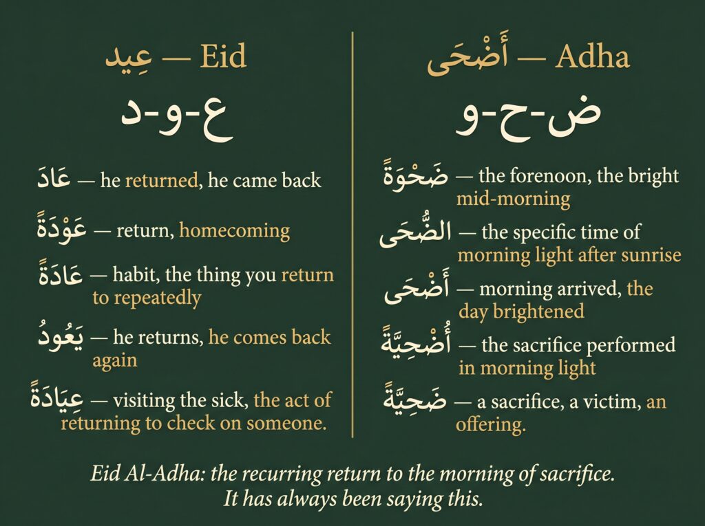 Forest-green two-panel root breakdown card showing the
complete derivative families of both words in Eid Al-Adha
— left panel for Eid from root ayn-waw-dal showing five
derivatives including aada meaning he returned, awdah
meaning homecoming, and aadah meaning habit; right panel
for Adha from root dad-ha-waw showing five derivatives
including al-duha meaning morning light after sunrise,
udhiyyah meaning the sacrifice performed in morning light,
and dahiyyah meaning a sacrifice — footer reads:
Eid Al-Adha the recurring return to the morning of
sacrifice, it has always been saying this